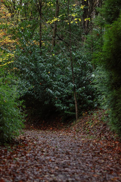 Foto profissional grátis de árvores, caminho, floresta