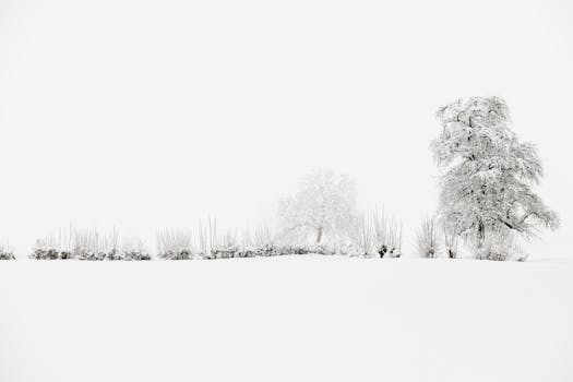 A peaceful, snowy landscape featuring snow-covered trees and a white expanse under a bright sky.