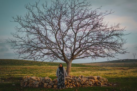 Free stock photo of branch, countryside, dawn