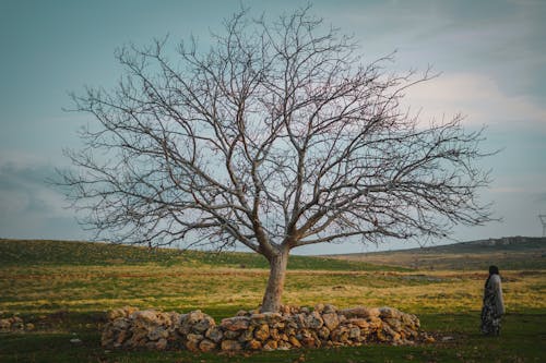 Person Standing Near the Bare Tree 