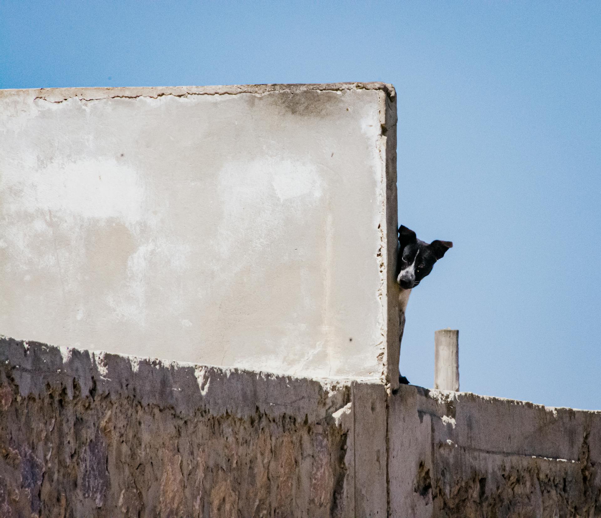 Dog Hiding behind Wall