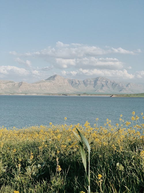 Yellow Flowers on Grass Field Near Body of Water and Mountain