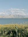 Yellow Flowers on Grass Field Near Body of Water and Mountain