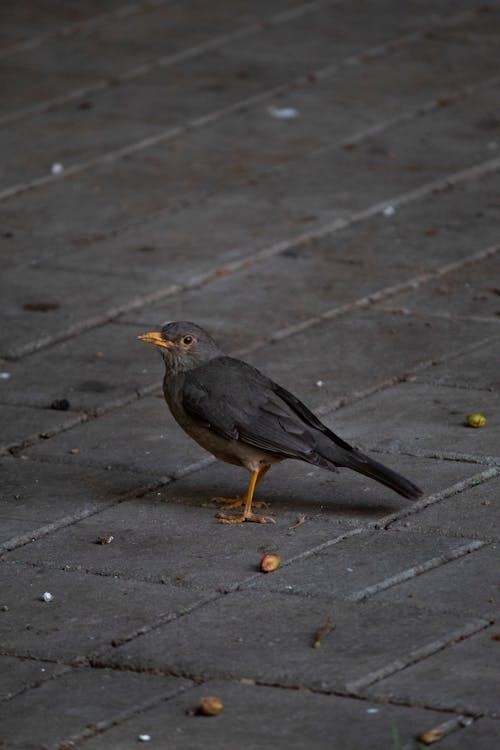 Kostenloses Stock Foto zu betonboden, olivendrossel, schwarzer vogel