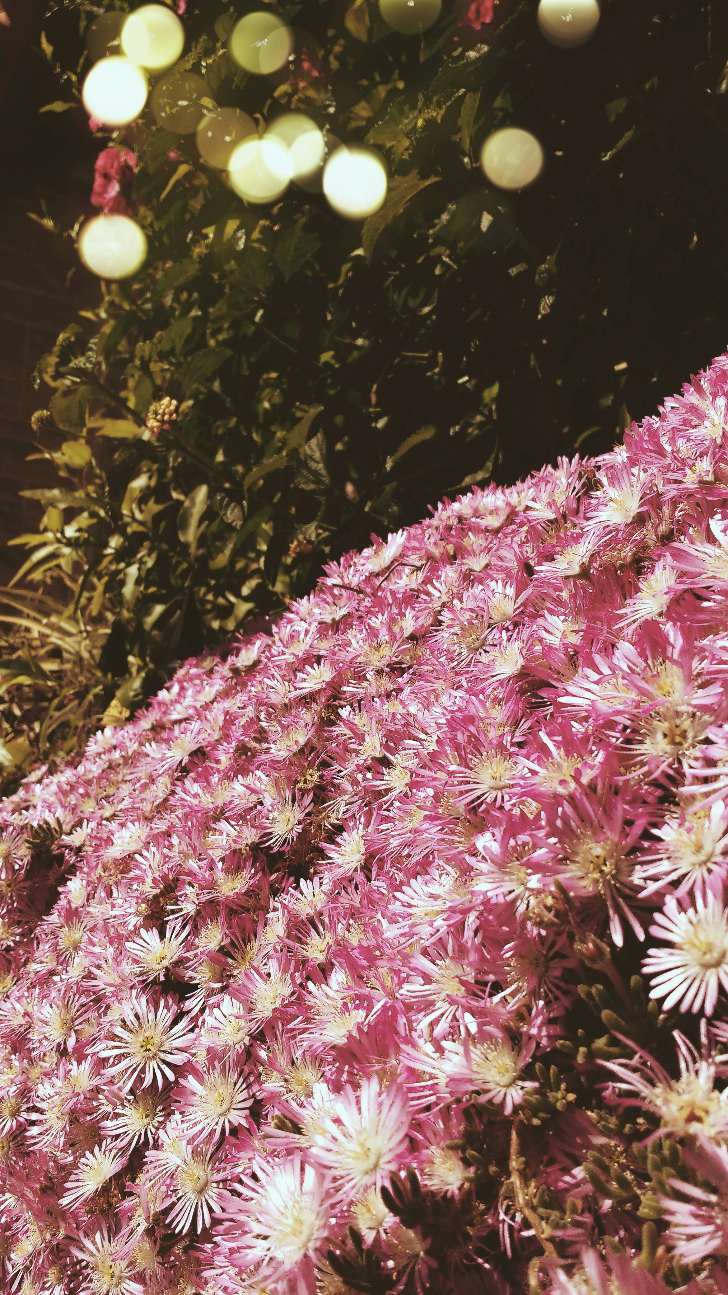 Free stock photo of beautiful flowers, pink flowers, tumblr wallpaper