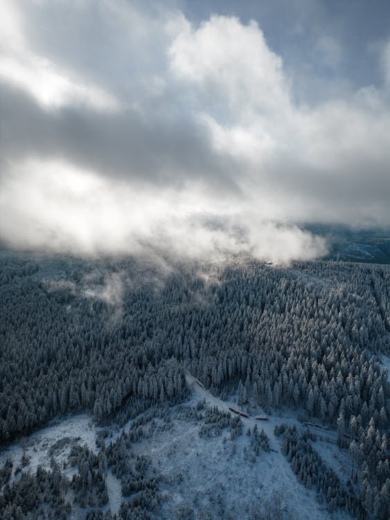 Imagine de stoc gratuită din arbori, codru, congelat