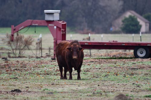 Cow Standing in Field