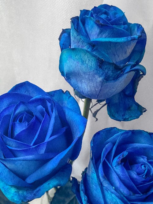 Free stock photo of blue, blue flowers, blue roses