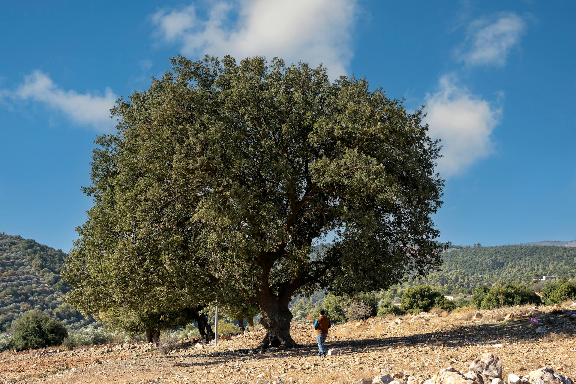 A person admires a large oak tree under clear blue skies in Jerash, Jordan.