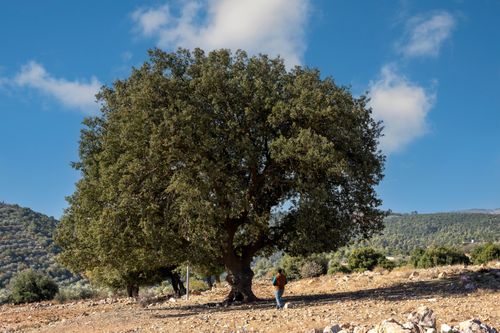 Free A person admires a large oak tree under clear blue skies in Jerash, Jordan. Stock Photo