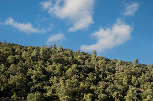 Darmowe zdjęcie z galerii z białe chmury, błękitne niebo, drzewa