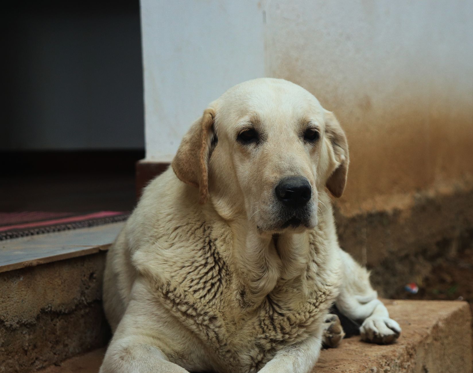 A dog undergoing diagnostic blood testing at a veterinary clinic