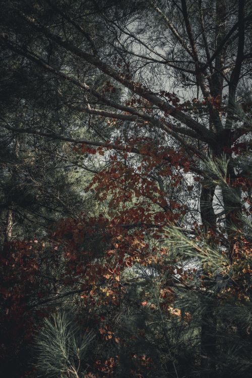 Free Tranquil autumn forest featuring conifer and deciduous trees in a calming natural setting. Stock Photo