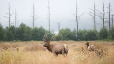 Brown Deer on Brown Grass Field