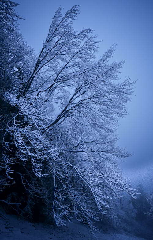 Immagine gratuita di albero, cielo coperto, congelato