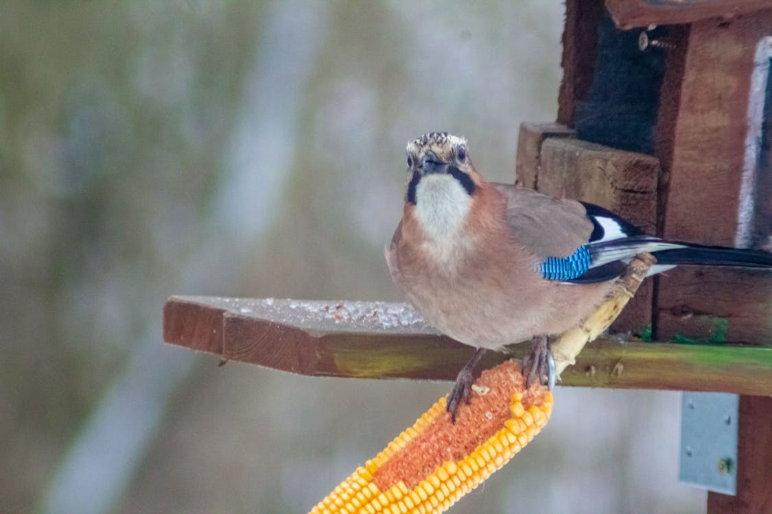 Kostenloses Stock Foto zu vogel, vogelfütterer, winter