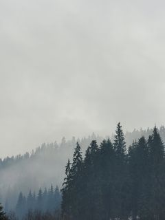 Misty pine forest, photo by Anton Ovcharov on Pexels