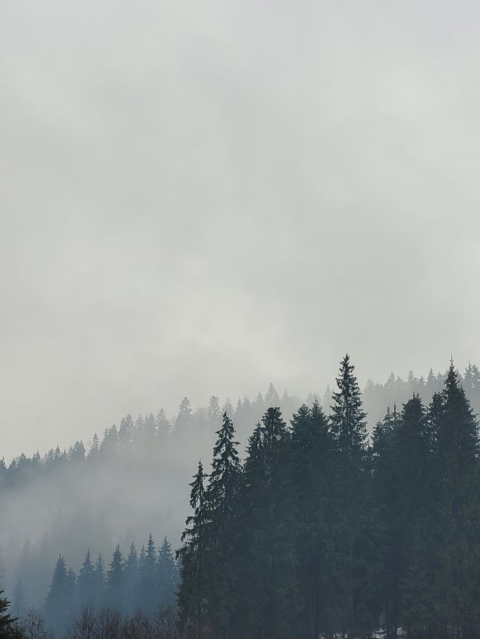 Mist through a pine forest by Anton Ovcharov on Pexels