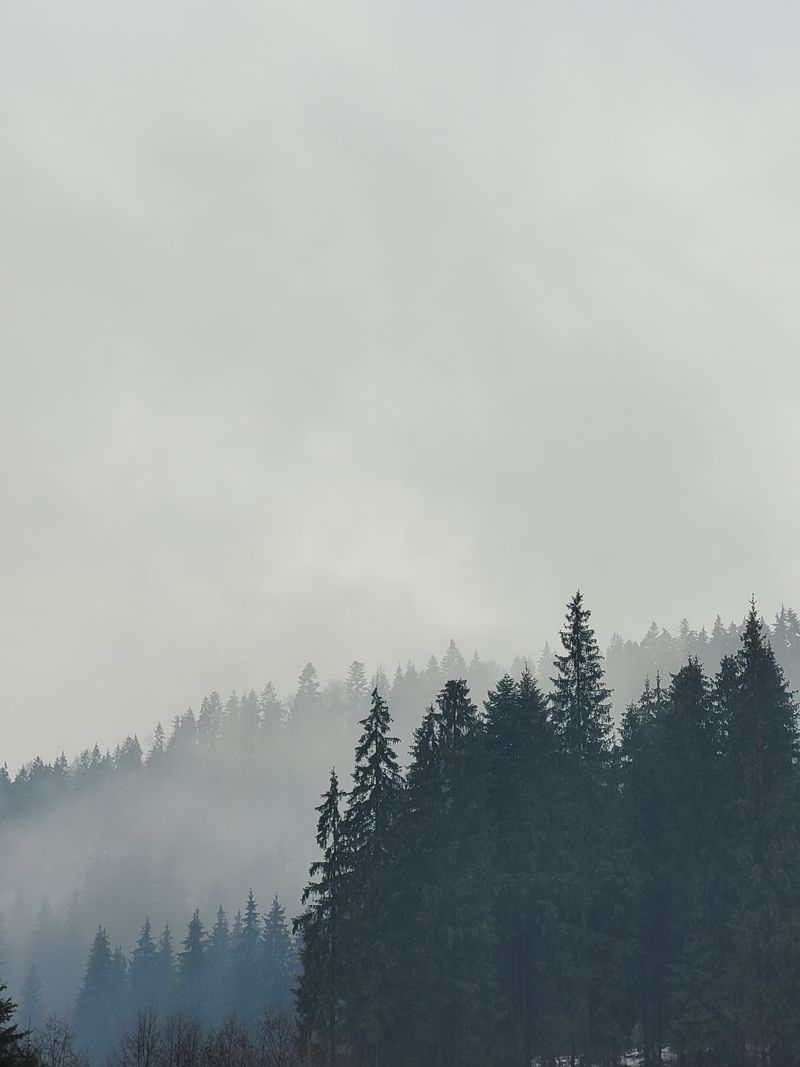 Fog drifting through a pine forest — Anton Ovcharov on Pexels