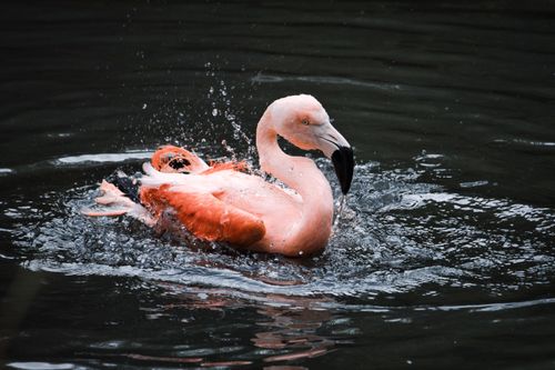 Free Close-up of a vibrant Chilean flamingo splashing water while bathing. Stock Photo