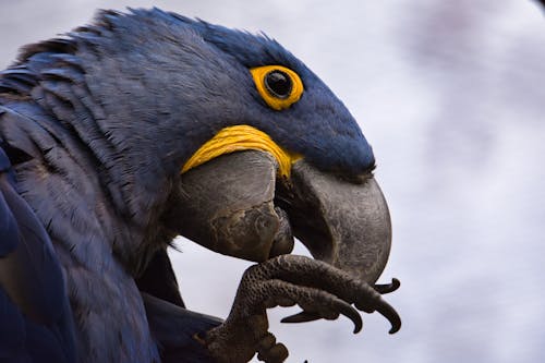 Hyacinth Macaw in Close-Up Photography 