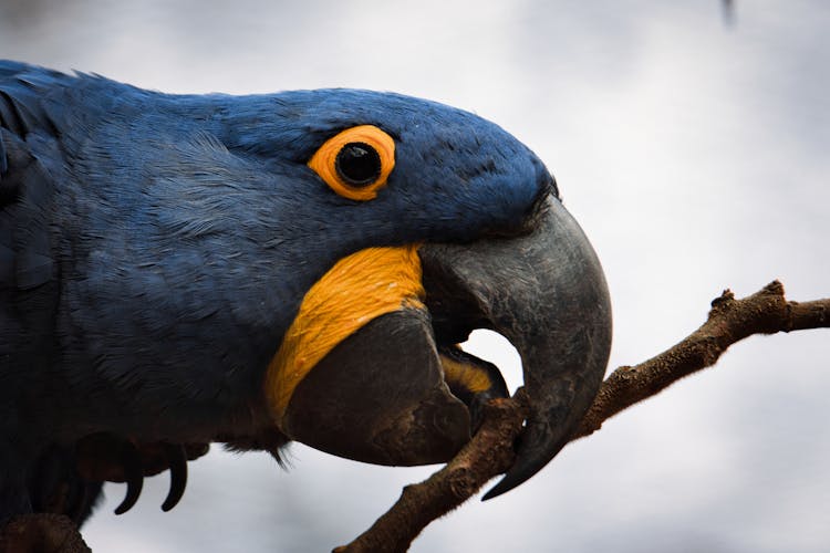 A Blue Hyacinth Macaw Bird Biting A Stem 