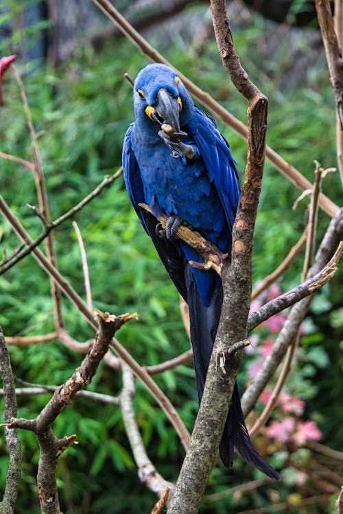 Darmowe zdjęcie z galerii z gałęzie, natura, papuga