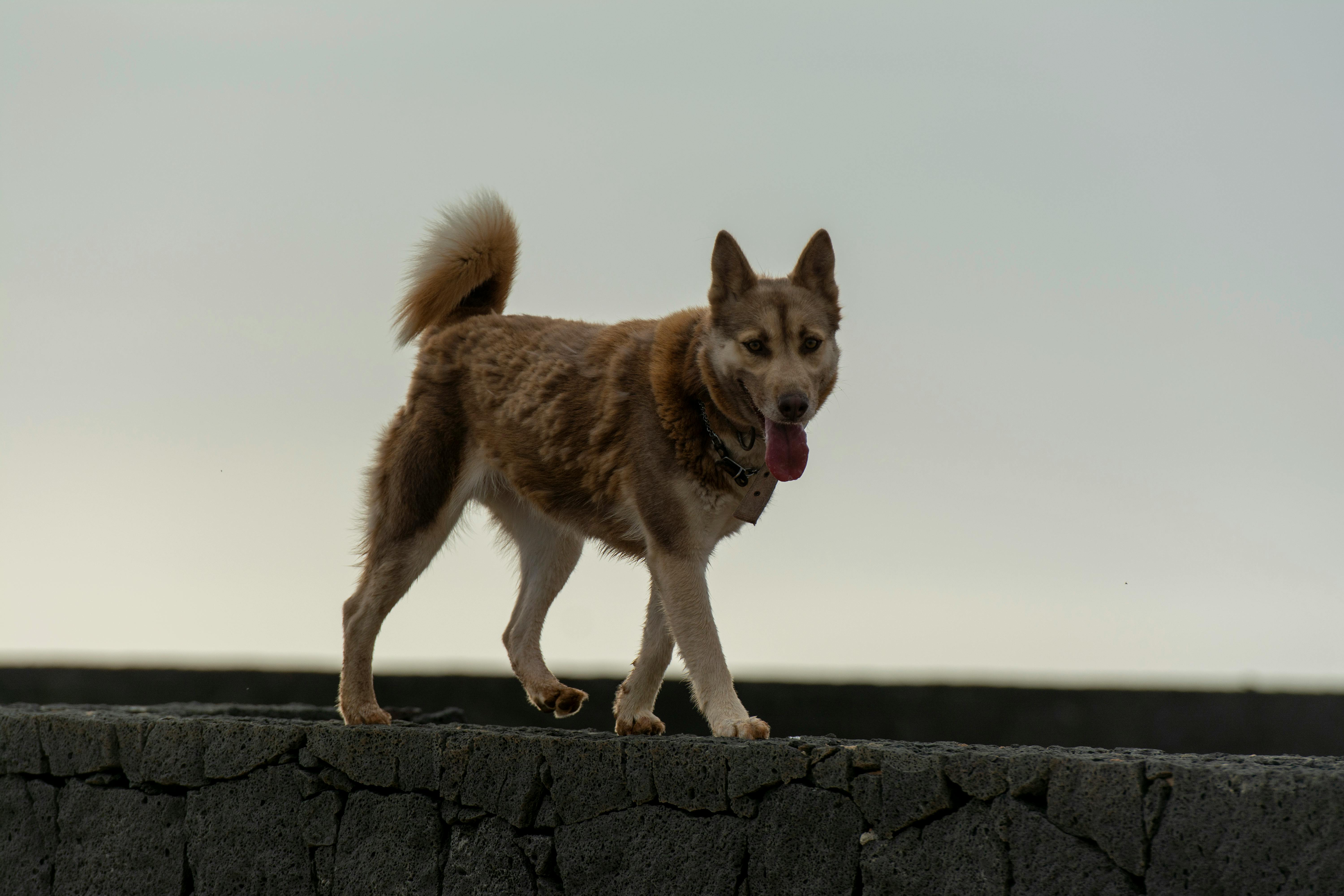 Photo of Siberian Husky Dog · Free Stock Photo