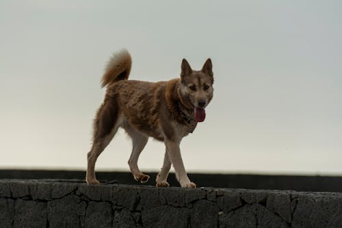 Бесплатное стоковое фото с домашний, животное, коричневая собака