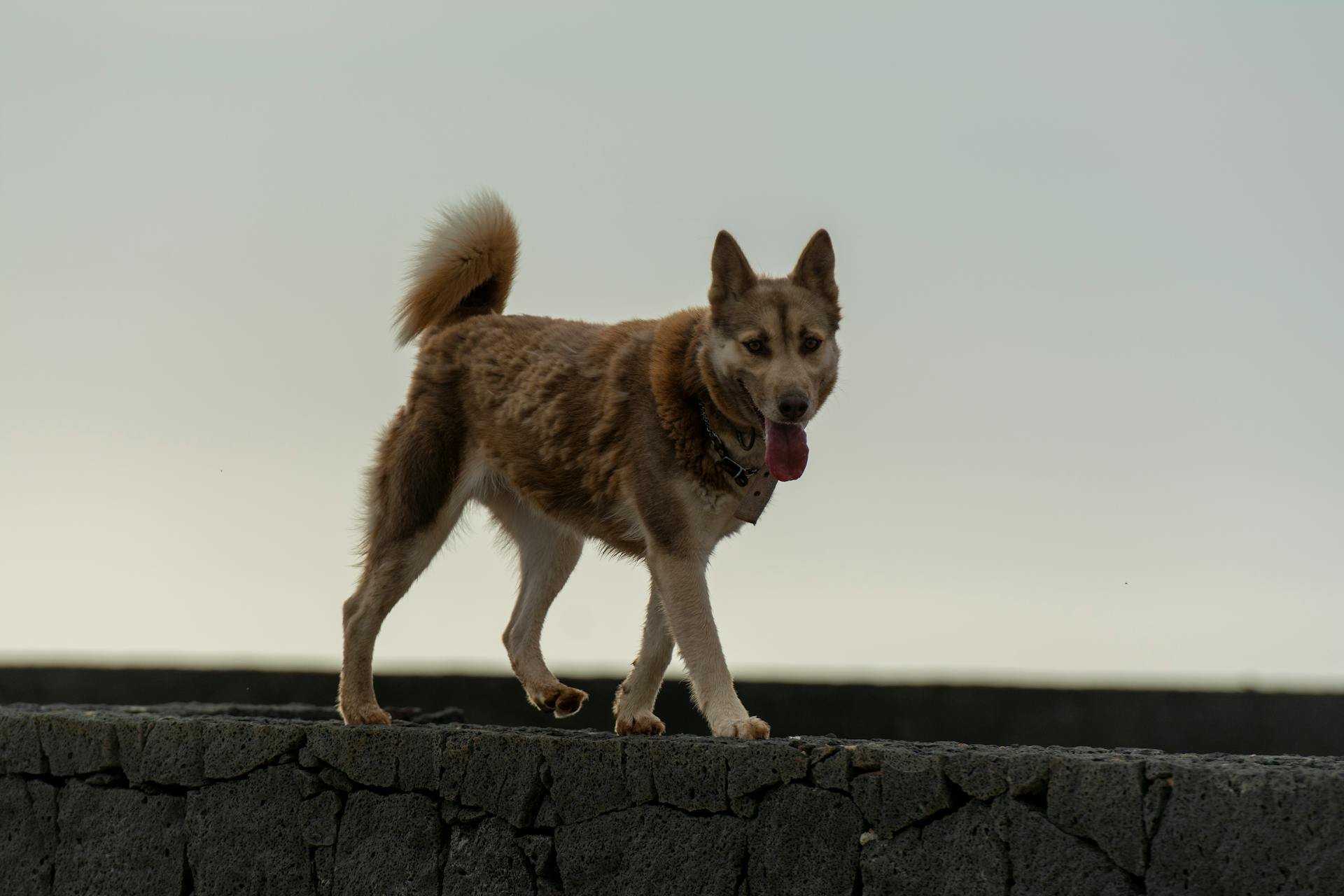 Photo of Siberian Husky Dog