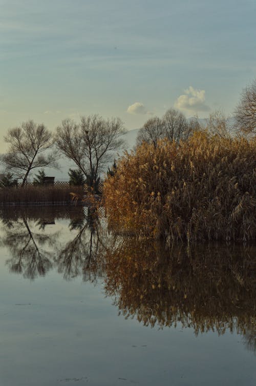 คลังภาพถ่ายฟรี ของ atmosfera de outono, การสะท้อนของน้ำ, ต้นไม้ที่ไม่มีใบ