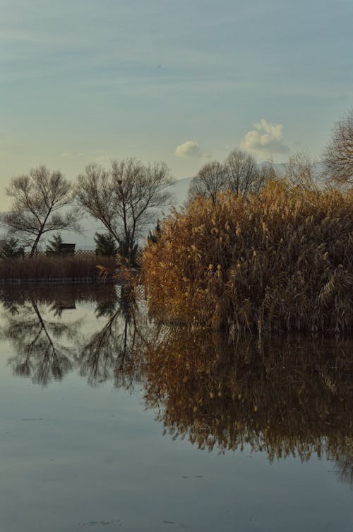 Gratis stockfoto met atmosfera de outono, bladloze bomen, kale bomen