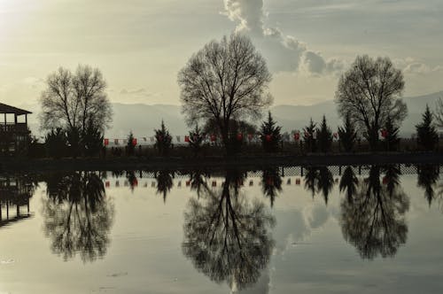 A reflection of trees and buildings in a lake
