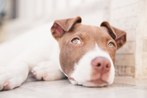 Free A Puppy Resting on the Floor Stock Photo