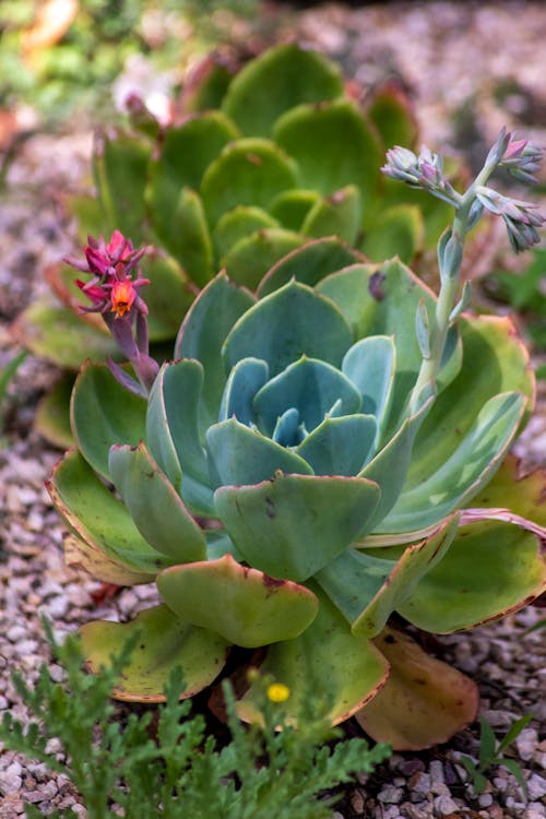 Бесплатное стоковое фото с Алоэ Вера, водное растение, зеленые цветы
