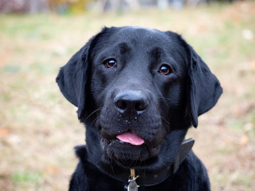 Kostenloses Stock Foto zu haustier, hund, hündisch