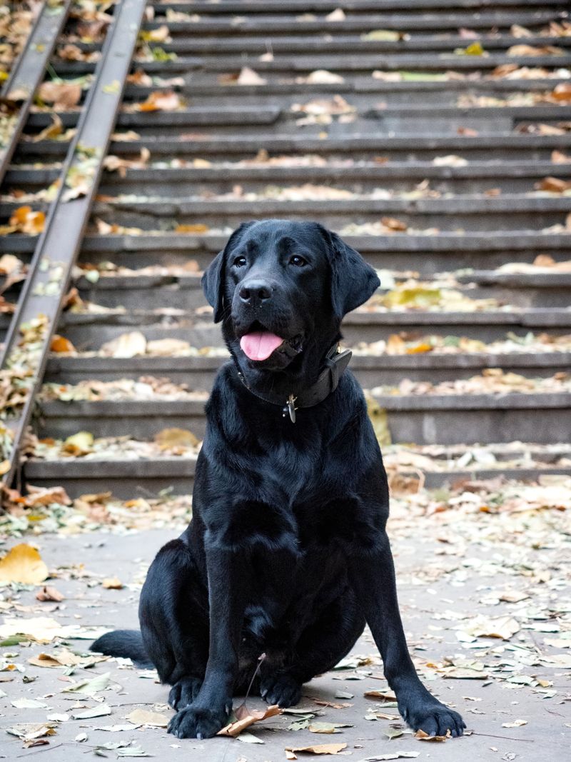 Rosie - photo 1