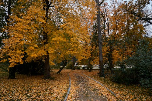 Darmowe zdjęcie z galerii z drzewa, jesień, opadłe liście