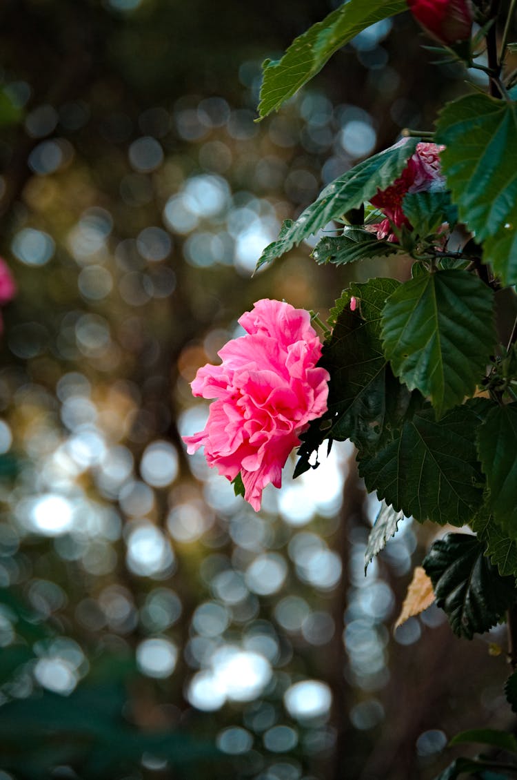 Pink Flower With Green Leaves