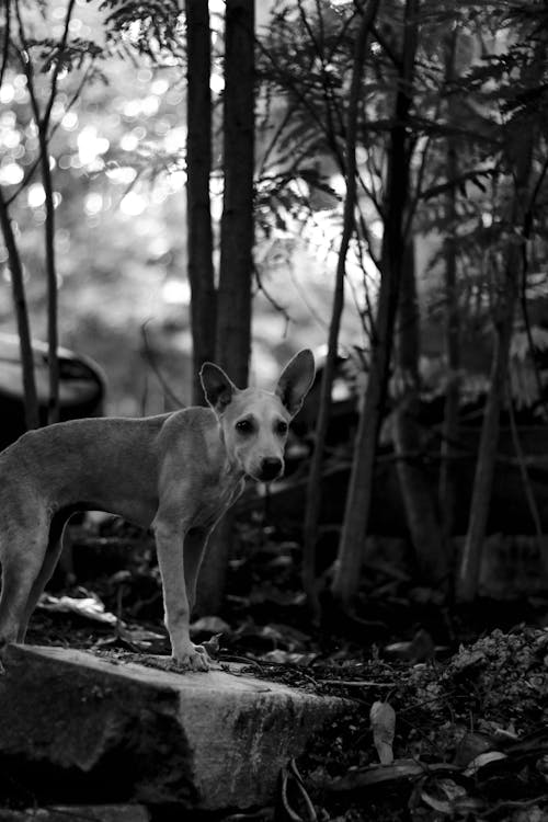 Free A Grayscale of a Dog Standing on a Rock Stock Photo