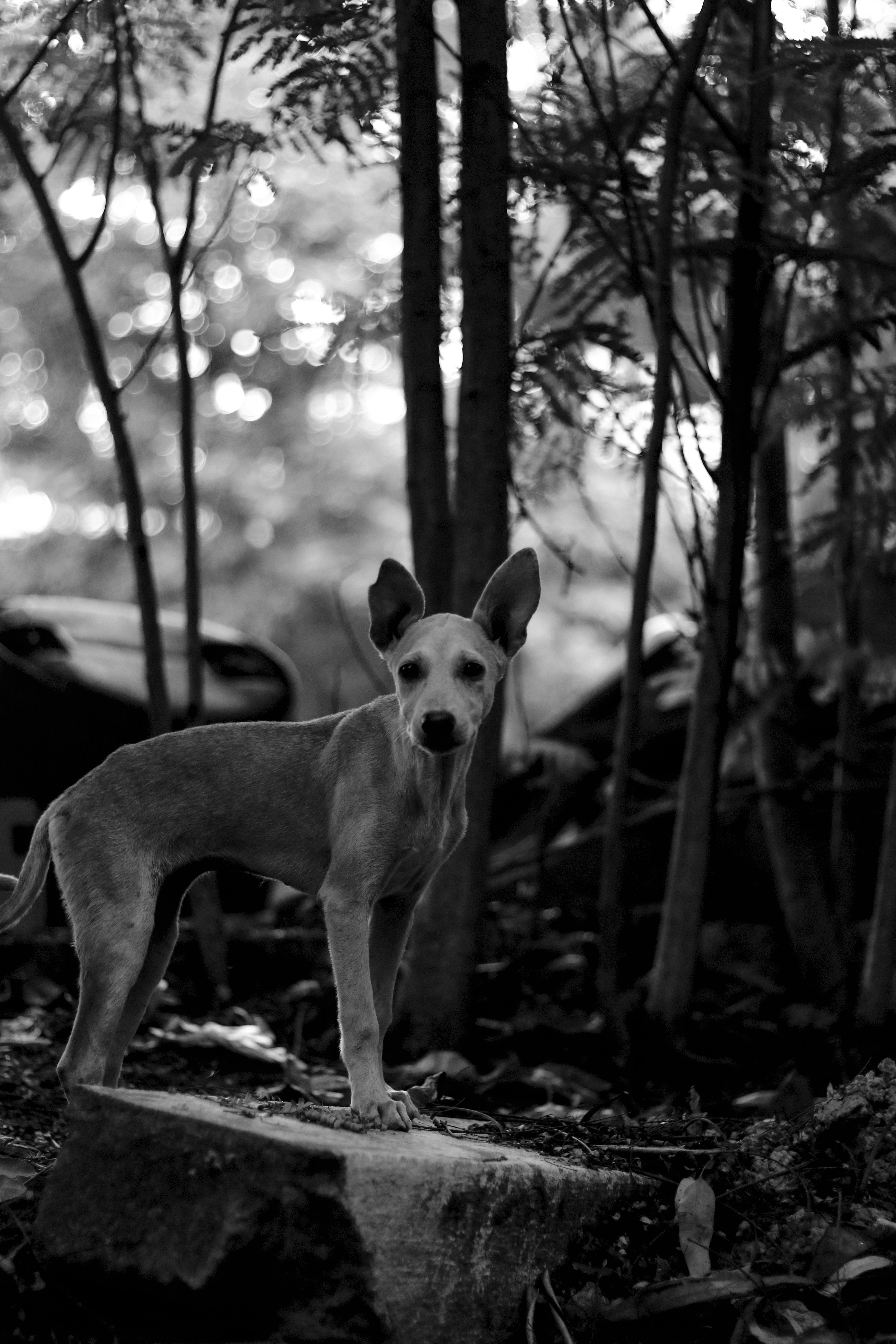 a grayscale of a dog standing on a rock