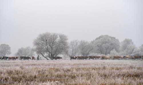 감기, 겨울, 농장의 무료 스톡 사진
