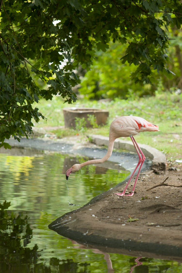 A Flamingo Drinking In A Pond