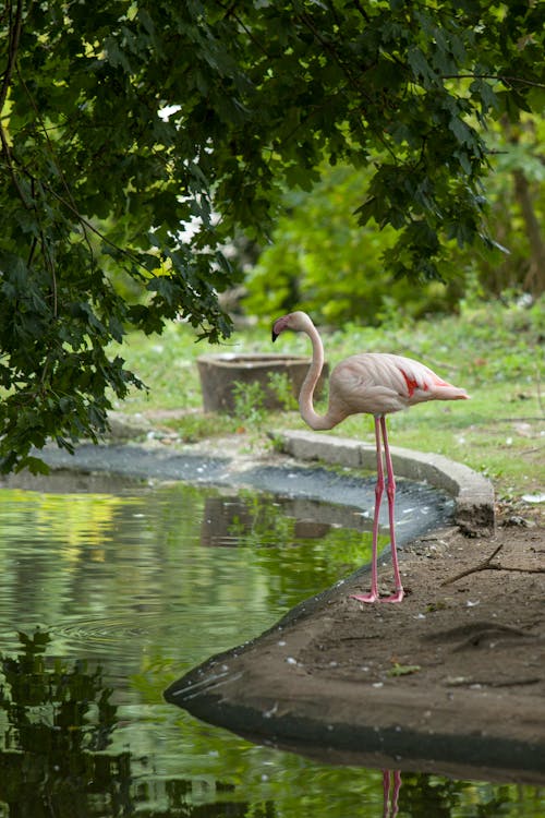 Foto stok gratis binatang, burung, flamingo