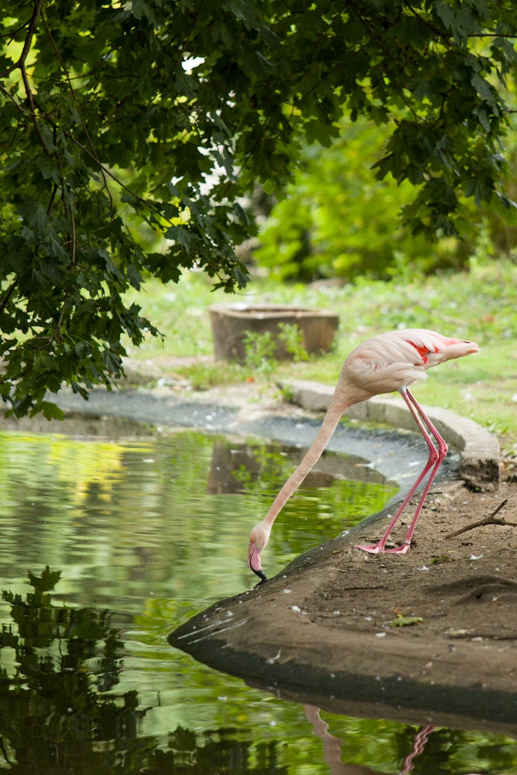 A Flamingo Drinking In A Pond