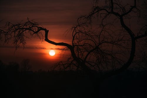 Silhouette Of Leafless Tree
