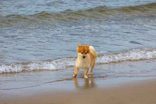 Dog at the Beach