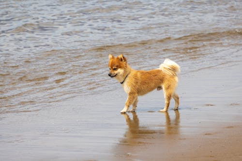 Photo of a Dog on Shore