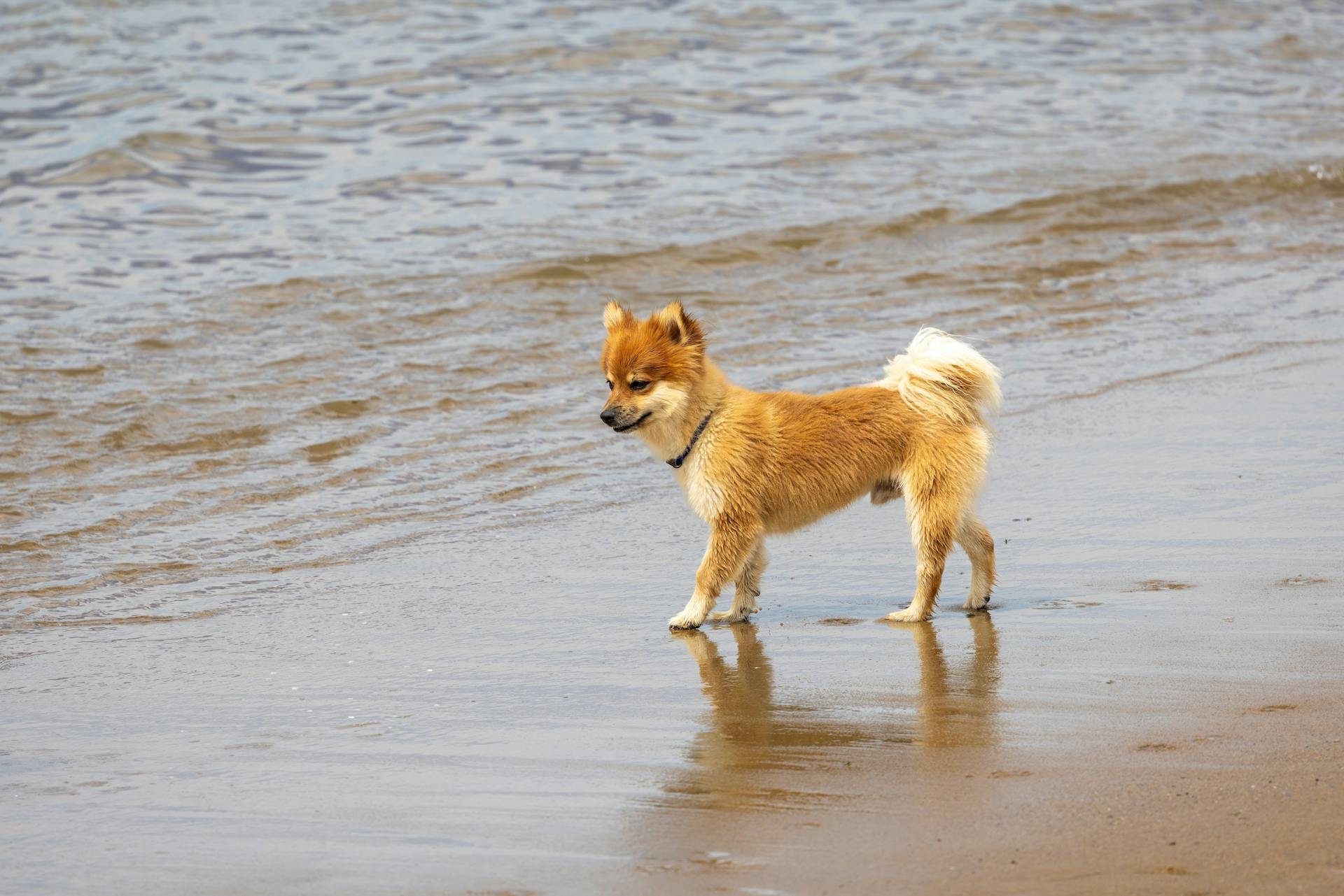 Photo of a Dog on Shore