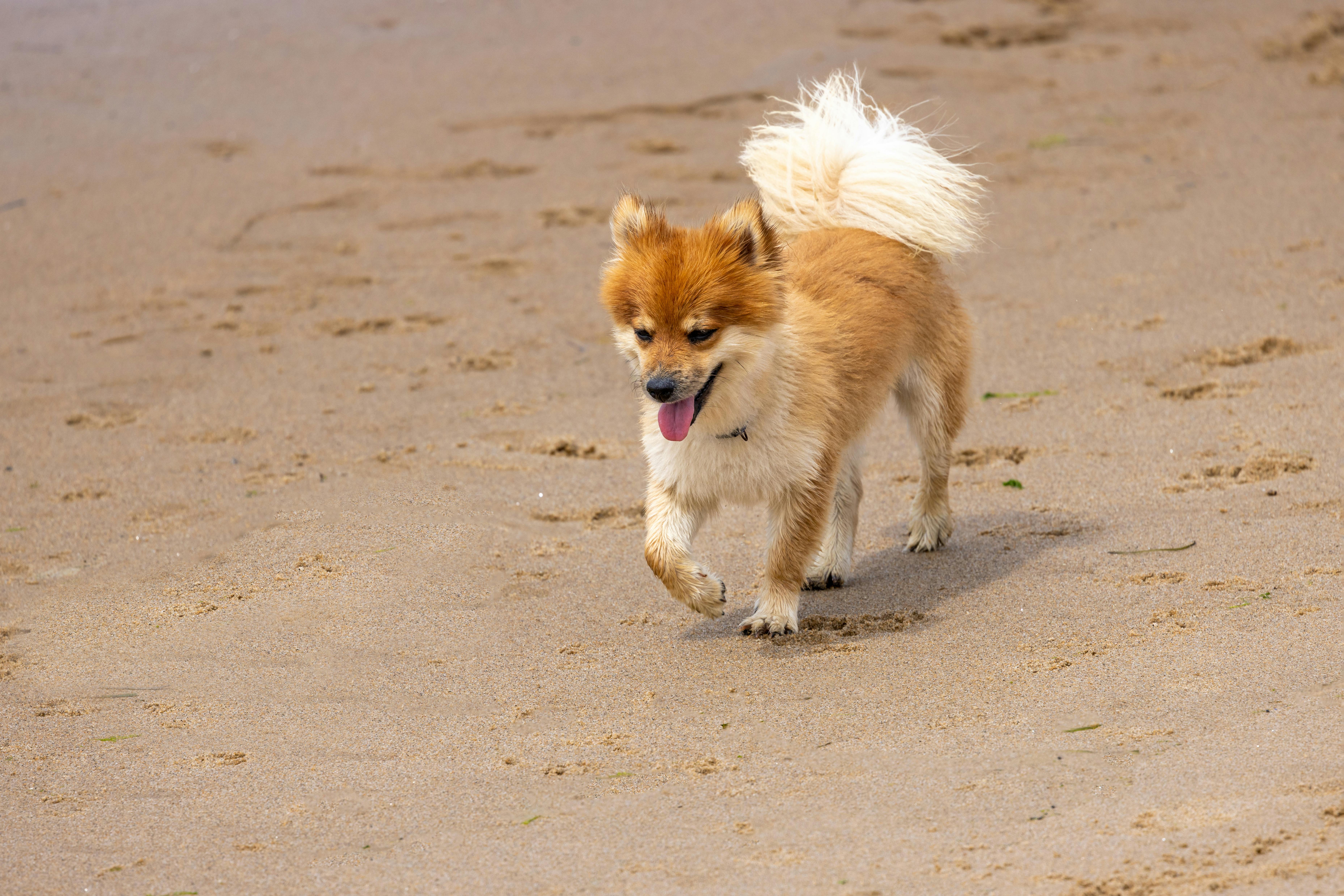 An Icelandic Sheepdog joyfully runs across a sandy beach, showing its playful and energetic nature.